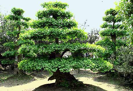 Ginkgo dwarf tree, China