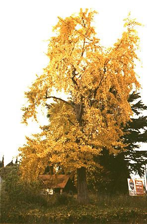 Ginkgo in Buenos Aires (photo Andres Ferrari)
