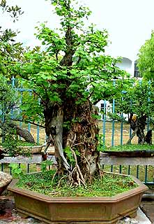 Ginkgo penjing