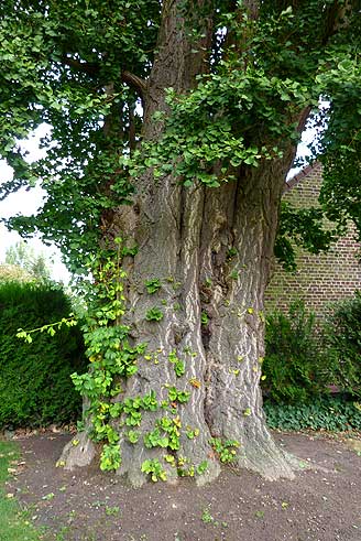 Ginkgo Geetbets trunk (photo Cor Kwant)