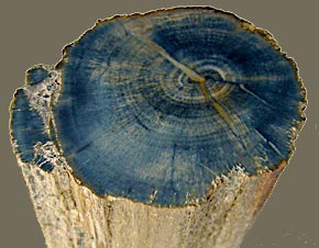 madera de Ginkgo petrificada Arizona (foto Cor Kwant)