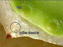 pollen chamber