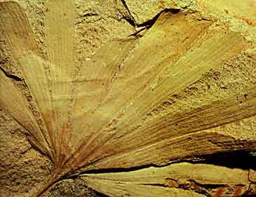 Ginkgo semirotunda, Triassic, Benolong, Australia