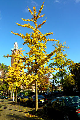Ginkgo biloba tree (photo Cor Kwant)