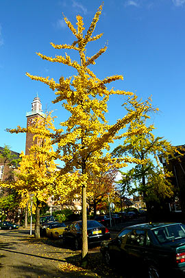 ginkgo biloba plant