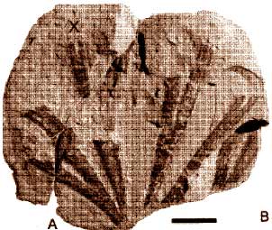 Ginkgoites watsoniae sp. nov.