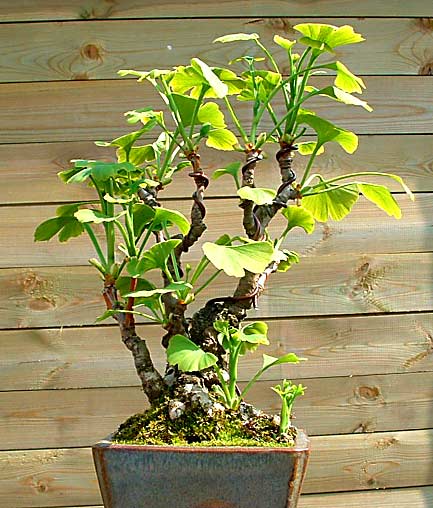 Ginkgo  bonsai (photo Daan Giphart)