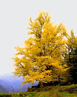 old Ginkgo in Japan (photo Hiroshi Takahashi)