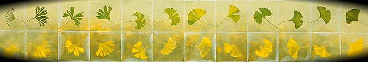 leaf forms (drawing  Atsuko Kato)