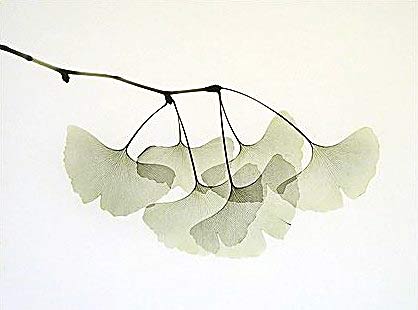Ginkgo leaves X-rayography (image Albert Koetsier)