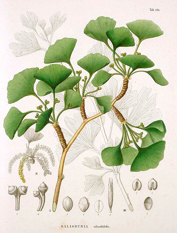 Flora Japonica - Siebold: Ginkgo biloba