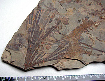 Sphenobaiera sp., Permian/Triassic, Beaufort Group, Karoo Supergroup, South Africa