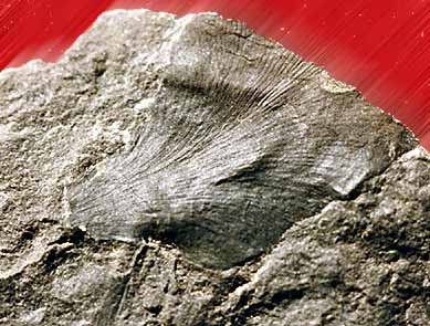 Ginkgo Eocene, Swauk formation, Washington State