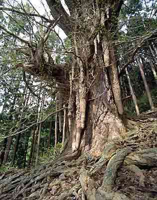 Japan : Aomori Prefecture (foto Takahashi)