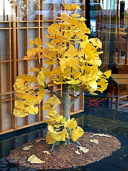 Wagashi art: Ginkgo bonsai (photo Sando Tomoki)
