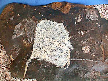 Ginkgo adiantoides North Dakota, Paleocene