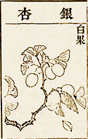 Illustration in Pen Tsao Kang Mu 1578