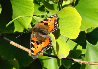 Butterfly on Ginkgo leaf (photo  Cor Kwant)