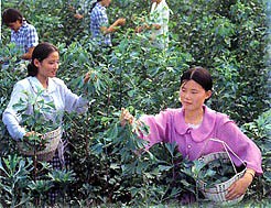 plantage in China (foto HeMeng)