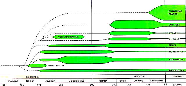 Ginkgo cladogram (de Starr & Taggart 1998)