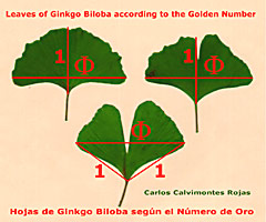 Ginkgo EL NMERO DE ORO (picture   Rojas)