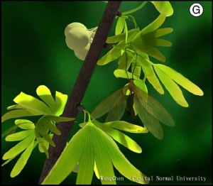 Juracimbrophlebia ginkgofolia on Ginkgo-like leaf