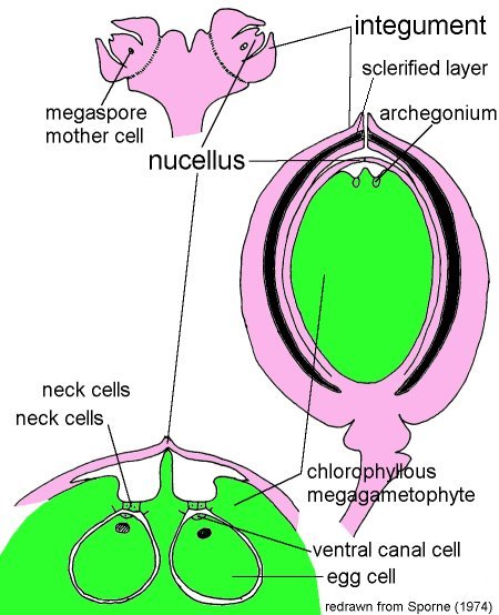 Ovule development