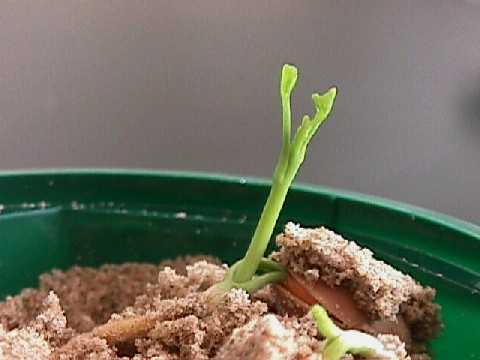 seed germination (sand-method)