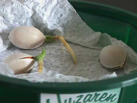 germination (serviette du cuisine) Photo: Cor Kwant