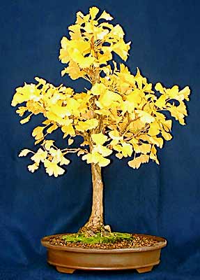 Ginkgo bonsai (photo Gary Swiech)