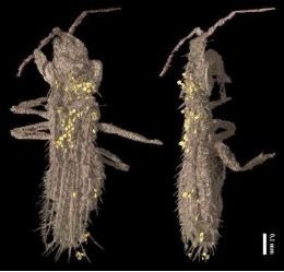 Gymnopollisthrips