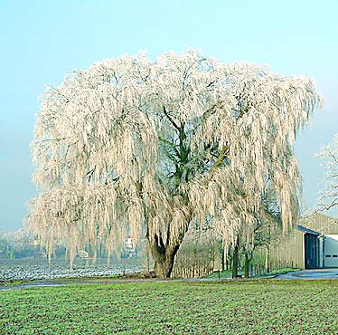 willow in winter (photo Cor Kwant)