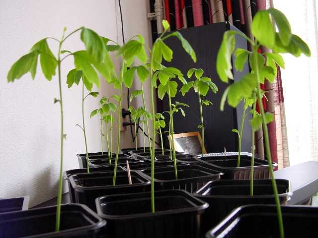 seedlings (photo © Cor Kwant)