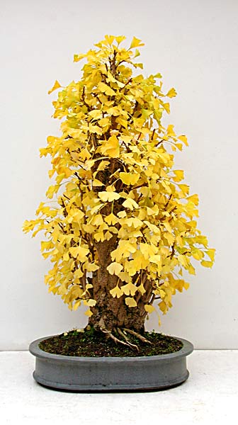 Ginkgo bonsai fall