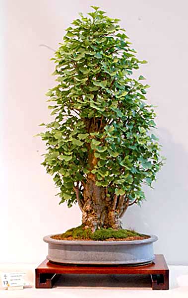 Ginkgo bonsai summer