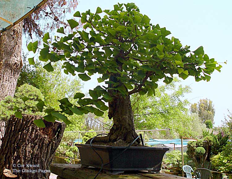 Biot ginkgo bonsai (photo Cor Kwant)