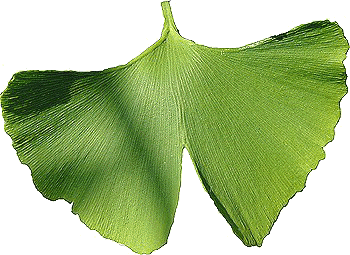 Ginkgo leaf (photo Cor Kwant)