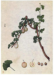 Ginkgo branch, Blake 1767