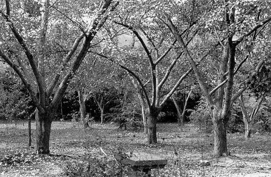 seed plantation (photo Peter Del Tredici)