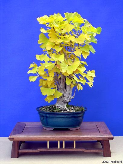 Ginkgo bonsai (photo Chris Guise)