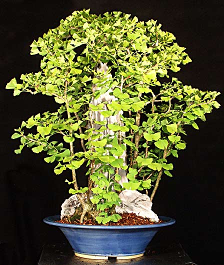 Ginkgo bonsai (photo Mike Page)
