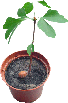 seedling of 3 months (photo Cor Kwant)