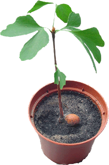 seedling of 3 months (photo Cor Kwant)