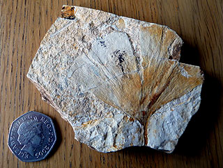 Ginkgo adiantoides, Oligocene, Oregon (photo David Scarboro)