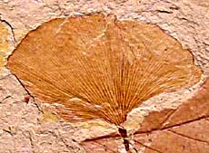Ginkgo Eocene, Idaho