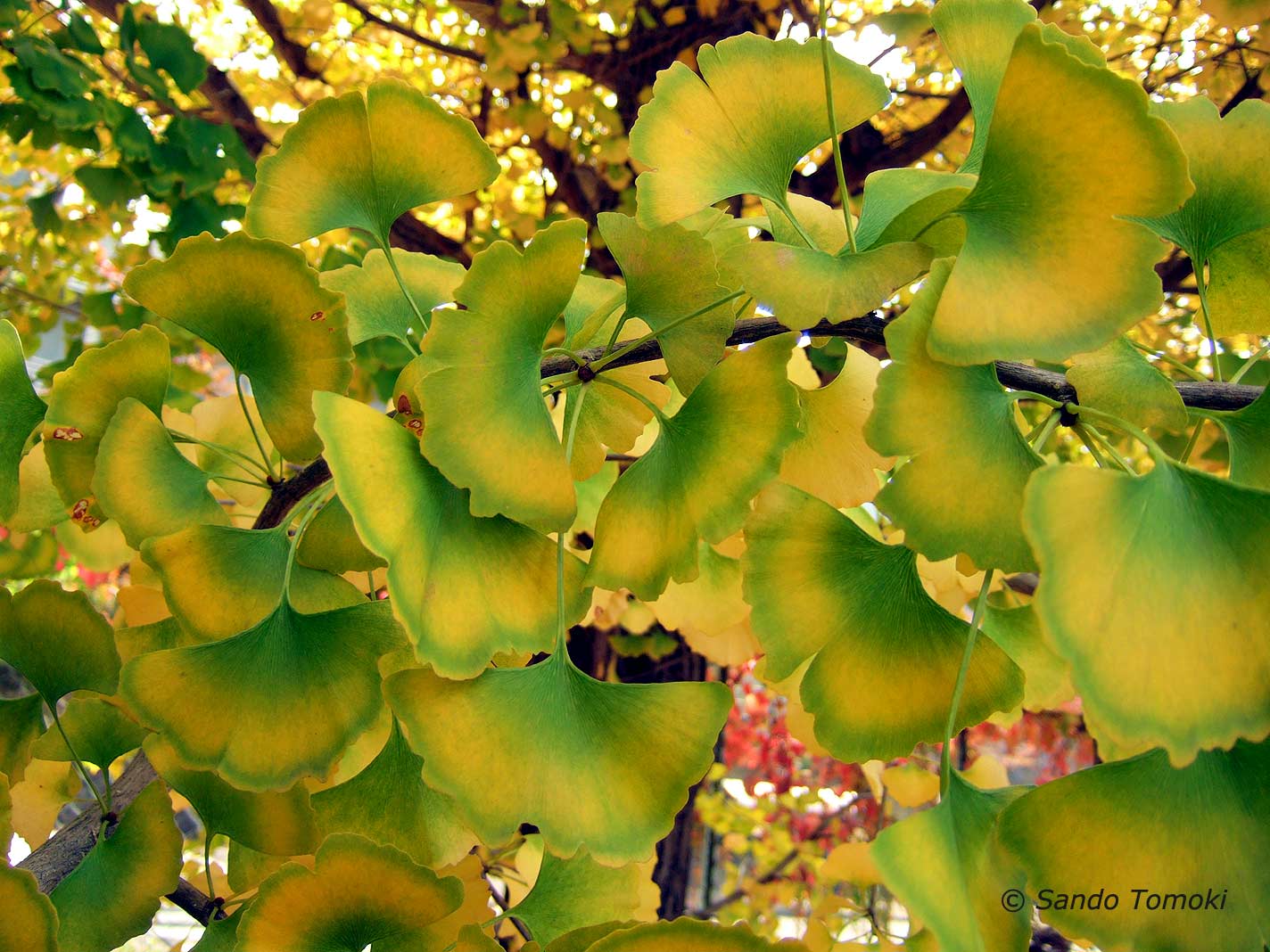 Ginkgo leaves with green edges (photo Sando Tomoki)