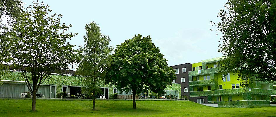 Ginkgo project Beekbergen (photo Cor Kwant)