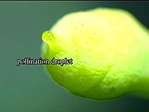 pollination droplet
