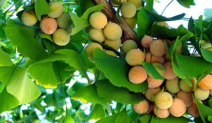 Ginkgo seeds (photo Cor Kwant)