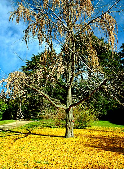 female Ginkgo with seeds (photo David Montes)
